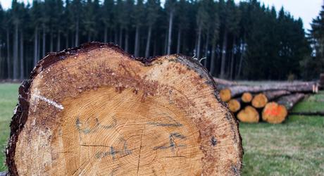 Tempesta VAIA - protocollo Banche 